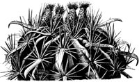 BARRPINE.PCX