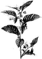 ATROPA.PCX