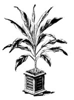 AGAVE8.PCX