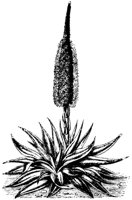 AGAVE1.PCX
