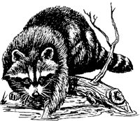 RACCOON1.PCX