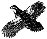 QUAIL30.PCX