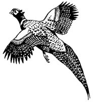PHEASNT3.PCX