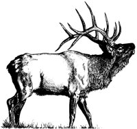 LARGEELK.PCX