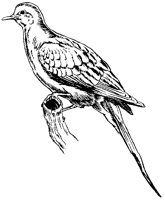 DOVE5.PCX