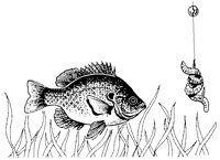 BLUGILL3.PCX