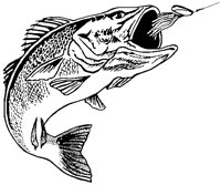 BASS6.PCX