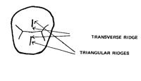TRTR.PCX
