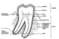 TOOTH1.PCX