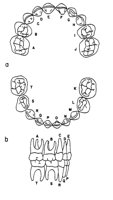 TEETHPRI.PCX