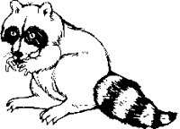RACCOON.PCX