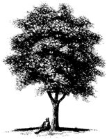TREE_02.PCX