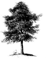 TREE_01.PCX