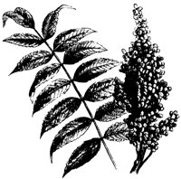 SUMAC.PCX