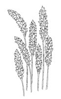 WHEAT.PCX