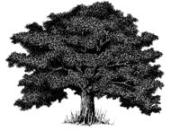TREE3.PCX