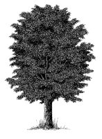 TREE2.PCX