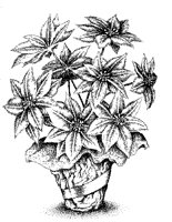 POINSETA.PCX