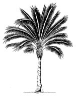 PALMTREE.PCX