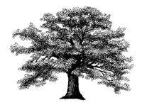 OAK1.PCX
