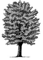 MAPLE.PCX