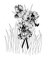 IRIS.PCX