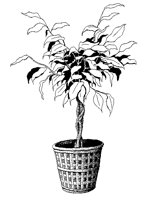 FICUS.PCX