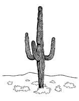 CACTUS.PCX