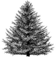 BLSM_FIR.PCX