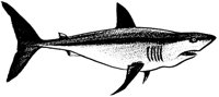 SHARK07.PCX