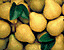 yellowpear.gif