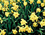 yellowflow20.gif