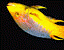 yellowfish.gif