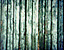 woodpattern4.gif