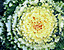 whiteflower9.gif