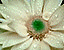 whiteflowe10.gif