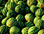 watermelon67.gif