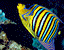 stripedfish5.gif