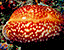 seashell99.gif