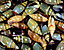 seashell113.gif