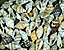 seashell112.gif