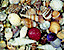 seashell111.gif