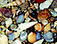 seashell110.gif