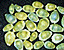 seashell109.gif