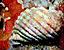 seashell108.gif