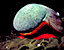 seashell107.gif