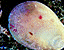 seashell106.gif