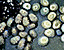 seashell105.gif
