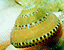 seashell104.gif