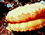 seashell103.gif